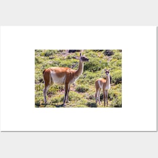 Guanaco near Torres der Paine - Chile Posters and Art